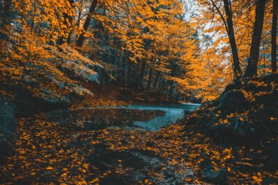 Stream flowing through autumn forest