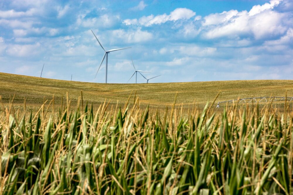 Open field with blue sky and electric windmills in distance