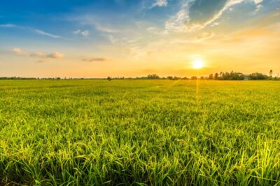 View of field at sunset