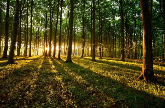 deciduous forest at sunset