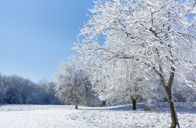 bright winter field scene with deciduous trees covered in snow