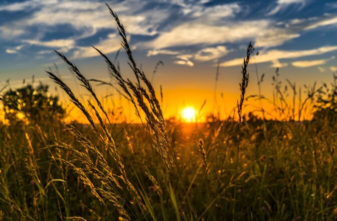 closeup of wheat seed at sunset