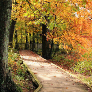 wood plank walkway to river viewing platform through autumn forest