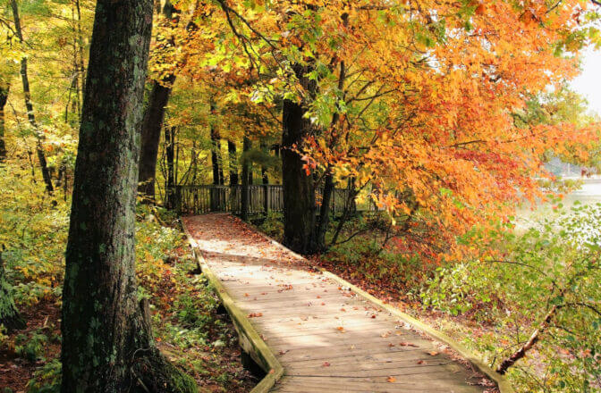 wood plank walkway to river viewing platform through autumn forest