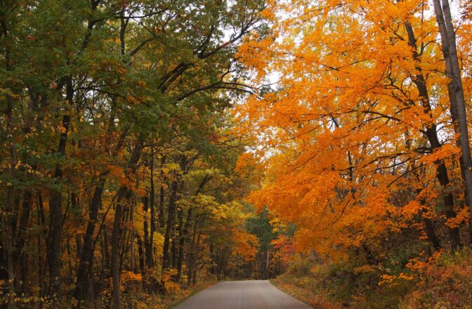 paved road through autumn forest