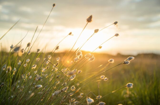 closeup of prairie grass with lens flare at sunset