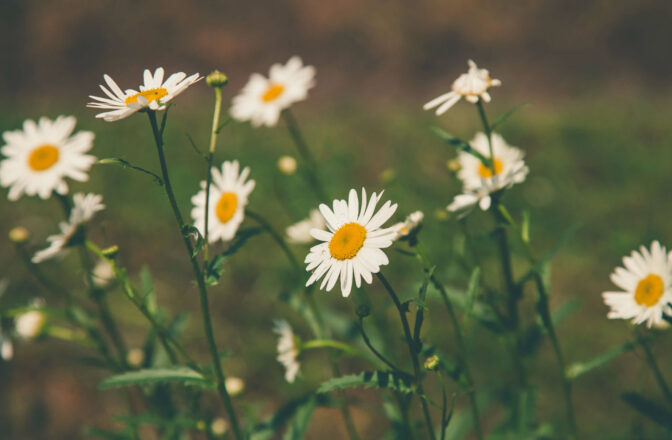 closeup of wild daisies