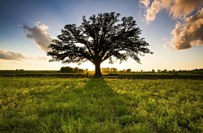 large tree in open field