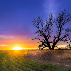 field with large tree at sunset