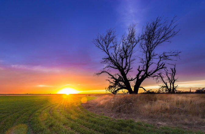 field with large tree at sunset