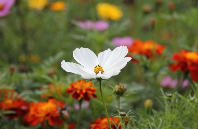 closeup of white cosmos flower amongst red, yellow, and pink flowers