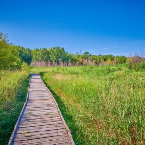 wood plank walkway through tall grass