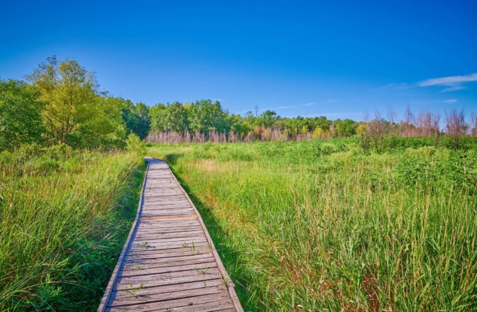 wood plank walkway through tall grass