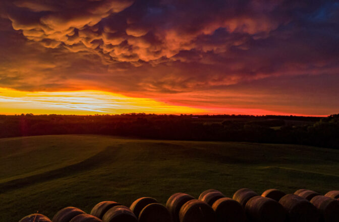 hay field with round bales at sunset