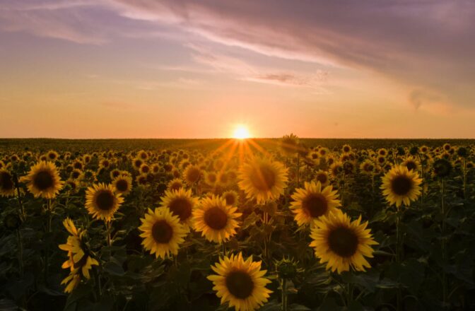 sunflower field at sunset