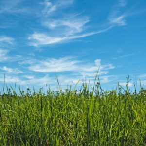 bright scene of prairie tall grass and open blue sky