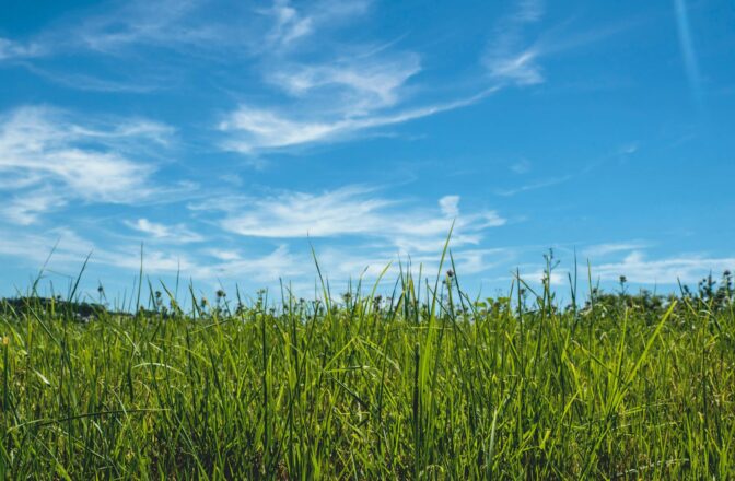 bright scene of prairie tall grass and open blue sky