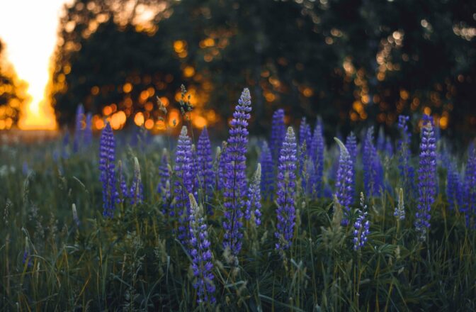 close up of purple flowers at sunset