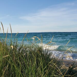 Coast of Michigan beach with green foxtails
