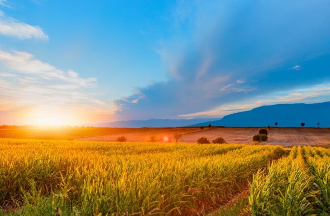Foxtail field in Missouri during sunset