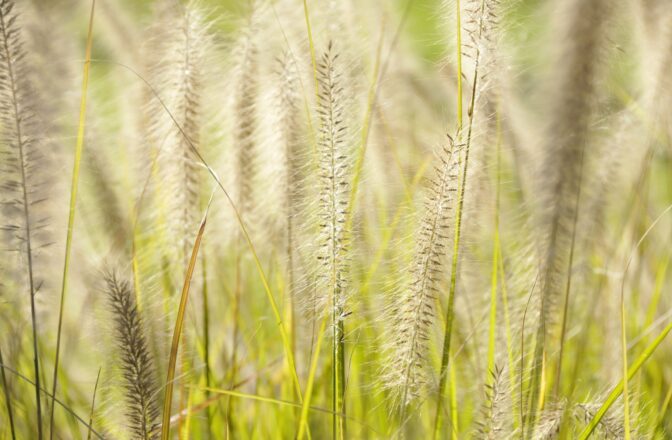 Foxtail in Missouri