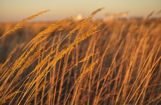Wheat field in Nebraska