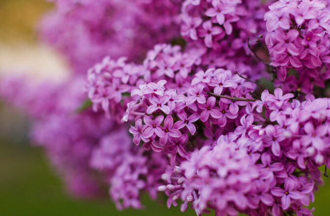 Purple flowers with blurry green background