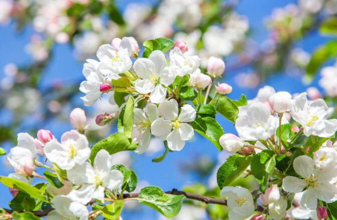 Pink and white flowers on tree branches with green leaves