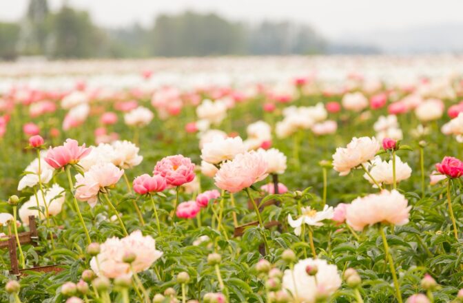 Field of pink flowers with blurry trees in the back